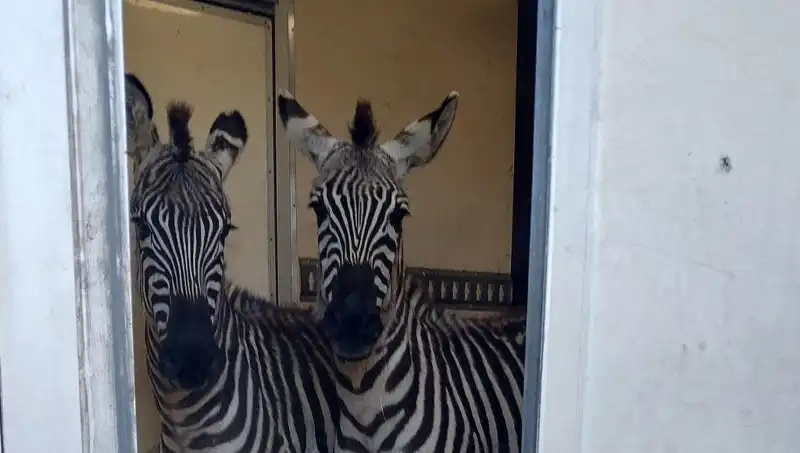 Sınırda Sıra Dışı Bir Yakalama: Minibüsten 2 Zebra ve 6 Maymun Çıktı!