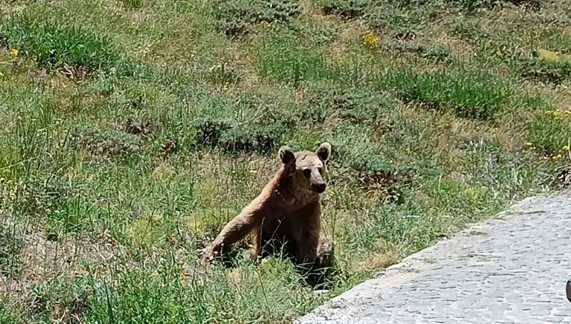 Nemrut’a Giden Vatandaşlar Dikkat! Bozayı Tehlikesine Karşı Uyarılar Geldi