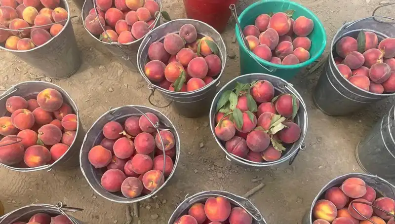 Çiftçilerin Yüzü Güldü: Hasat Sezonunda Fiyatlar Tavan Yaptı
