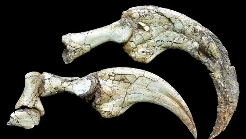 Gobi Çölü’nde Bilim Dünyasını Şaşırtan İki Parmağıyla Yeni Dinozor Türü Keşfedildi