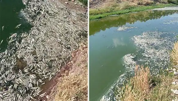 Karasu Çayı'nda Gizemli Balık Ölümleri: Neler Oluyor?