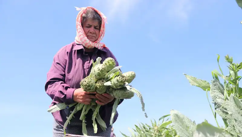 Taze Ürünler Tezgahta: Tarımdan Sofralara 50 TL ile Gelen Lezzet!