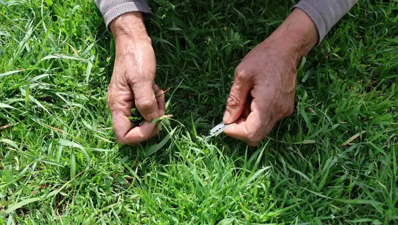 Elle Toplanan Bitki: Sağlığınıza Şifa Olacak Gribe Karşı Etkili