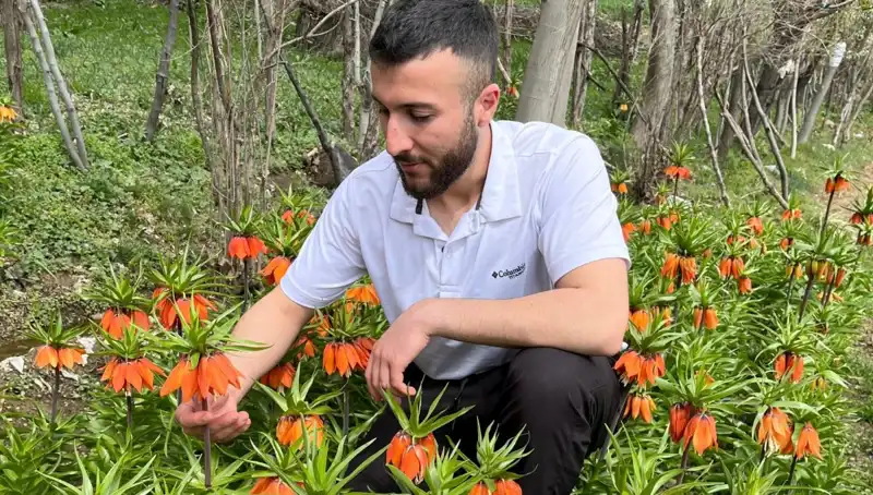 Ağlayan Gelin Nedir? Bu Çiçeğin Değeri ve Koruma Yasaları