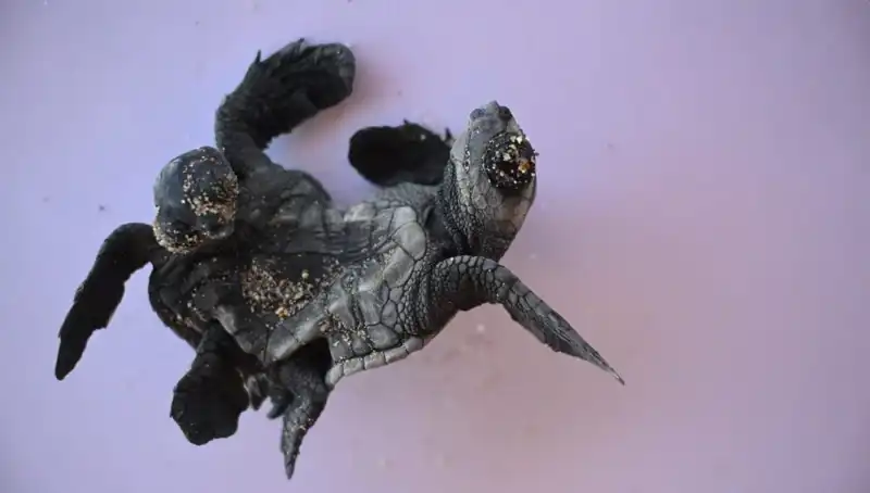 Görenleri Şaşkına Çeviren Siyam İkizi Caretta Carettalar!