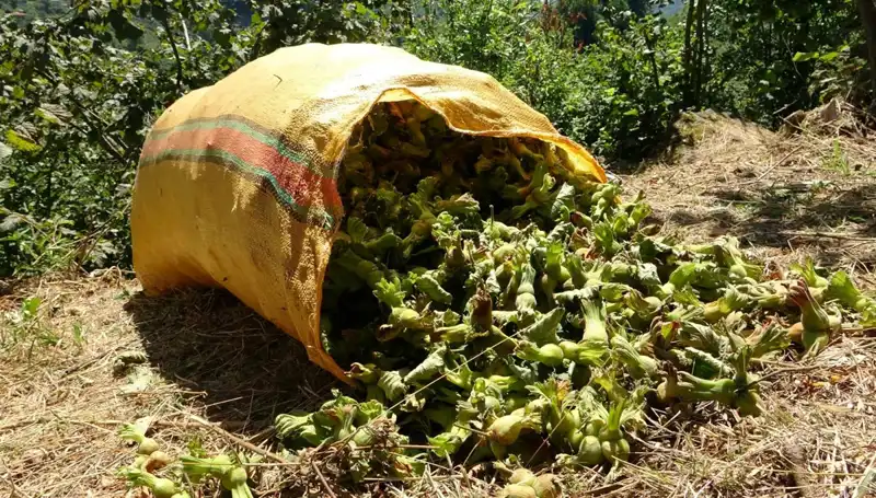 Giresun'da Fındık Hasadı Başladı: Bereketli Sezon Beklentileri
