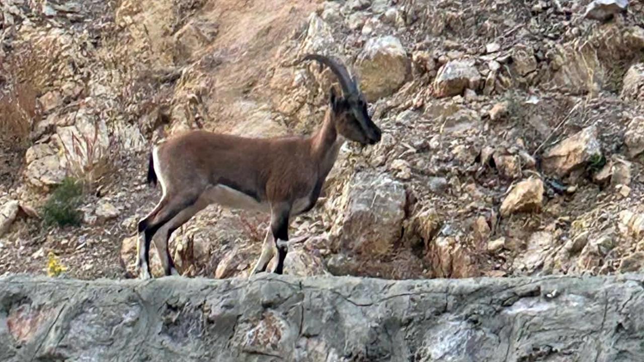 Yaban Keçisini Avlayan Kişiye Tarihi Cezanın Ardından İtiraz Geldi