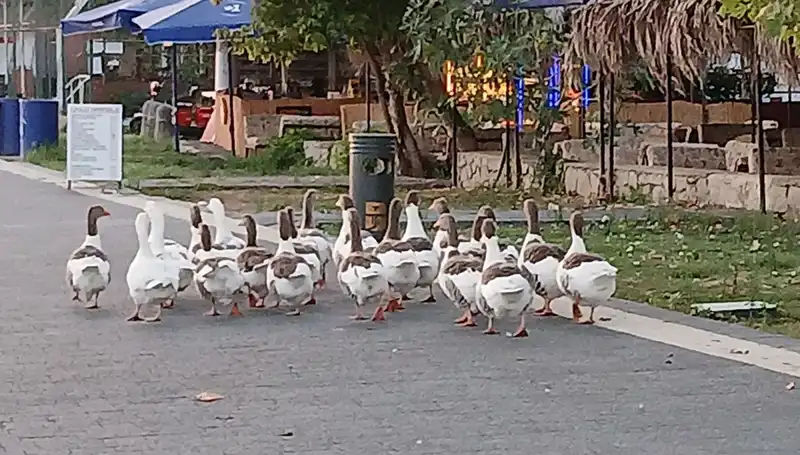 Denizde Yüzme Keyfi, Kümes Sıkıntısı: Kazların Şüpheli Ölümü