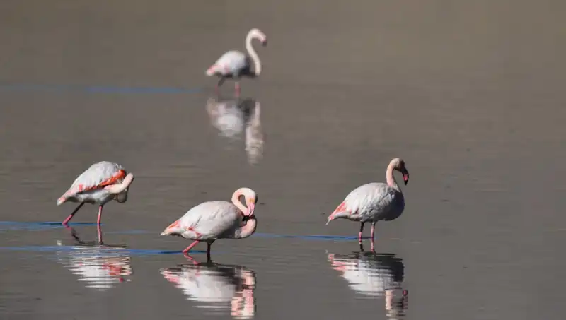 Kuş Cenneti Kuraklıkla Mücadele Ediyor: Flamingo Sayısı Dramatiik Şekilde Azaldı