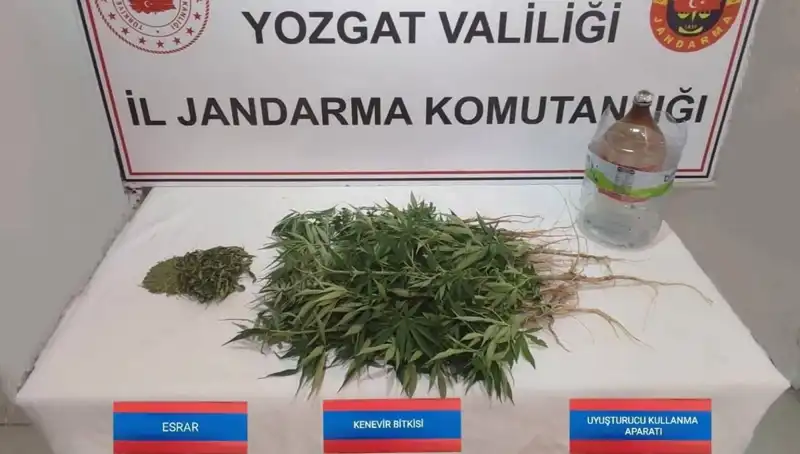 Yozgat’ta Kenevir Operasyonu: 40 Kök Ele Geçirildi