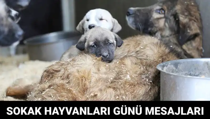 Dünya Sokak Hayvanları Günü: İnsana Düşen Görevler ve Mesajlar
