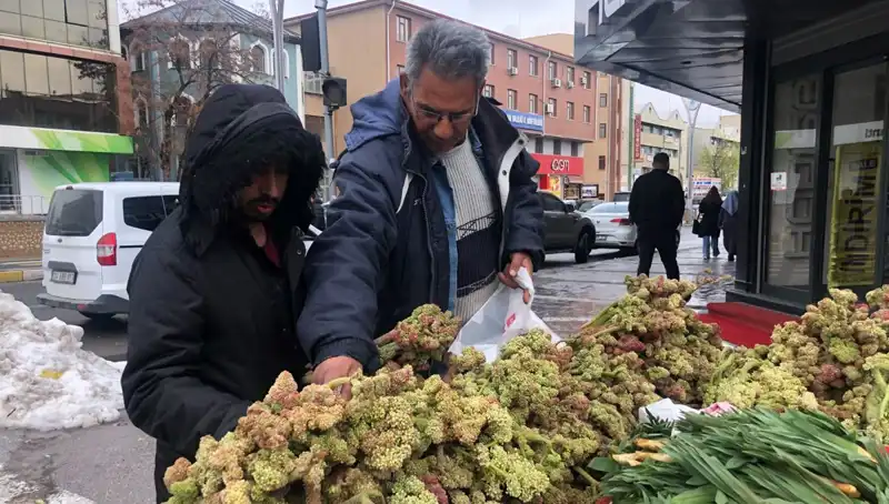 Kendiliğinden Yetişen Bu Bitki Kanserle Mücadelede Yeni Umut Olabilir