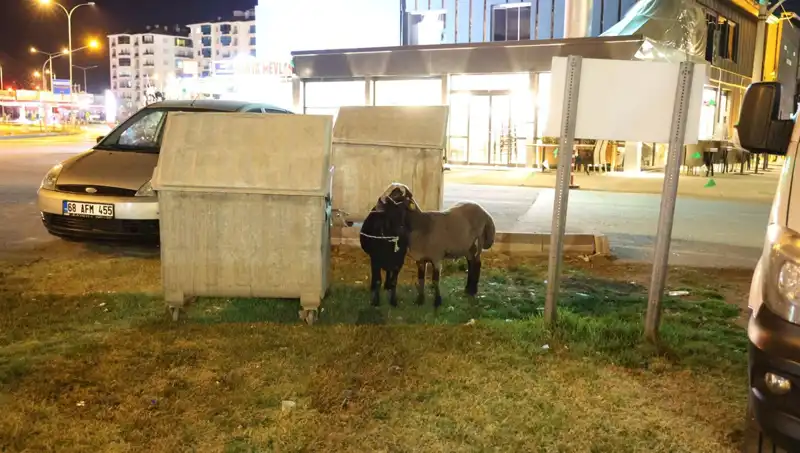 Yola Düşen "Mor Karaman" Koyunlarının Dramı: Kaderlerine Terk Edildiler