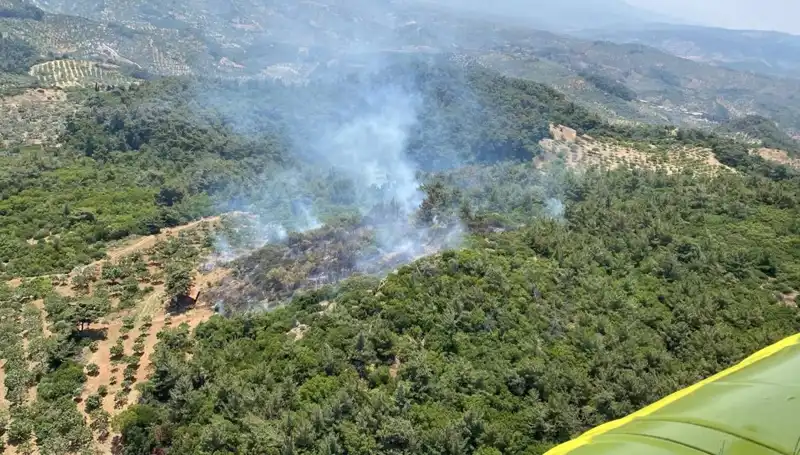 Aydın'da Kontrol Altına Alınan Orman Yangını Türkiye'yi Üzüntüye Boğdu
