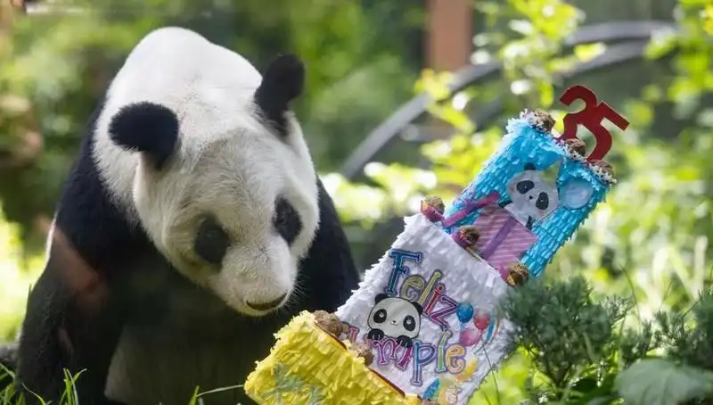 35 Yaşına Bastı: Dev Panda Xin Xin Kutlamalarıyla Gündemde!