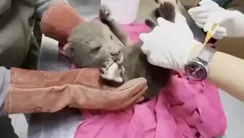 Karabük'te Yavru Bozaya Kurtarma Operasyonu: Doğa Hayvanları Koruma İnisiyatifi