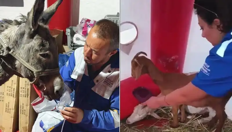 Yangından Etkilenen Eşek İçin Oksijen Maskesi ile Hayata Dönüş Tedavisi