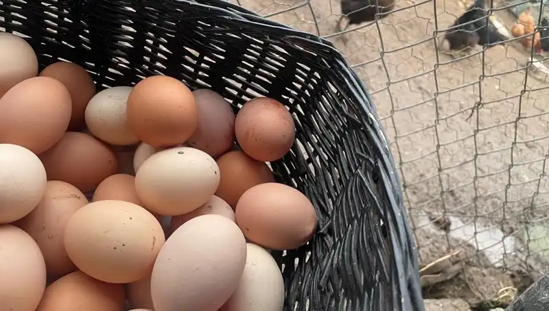 Okulların açıılmasıyla Mayıs Çukuru’ndan Kurtulmanın Yolu: Ucuz Protein