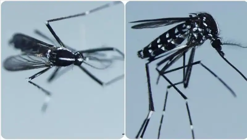 Chikungunya Virüsü: Belirtileri ve Enfekte Ülkeler Hakkında Bilmeniz Gerekenler