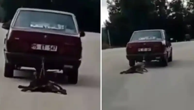 Otomobilin Arkasında Sürüklenen Köpek: Gözlerimize İnanamadık!