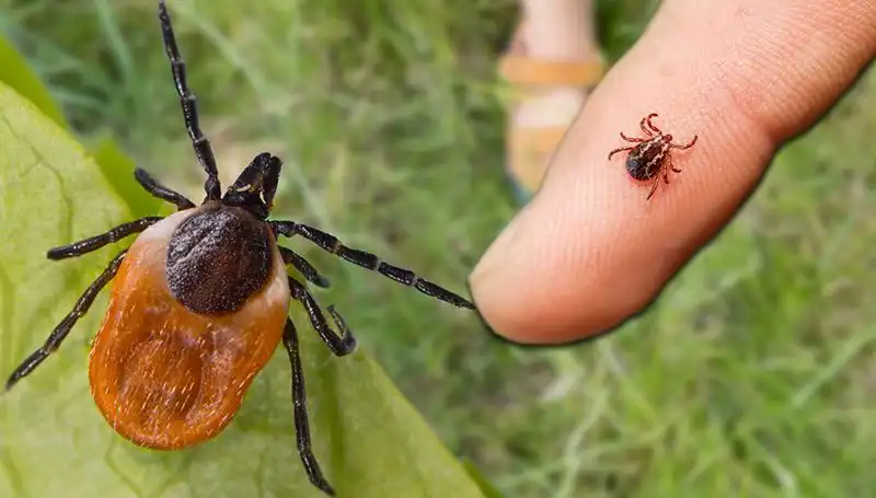 Kene Isırmasında Dikkat Edilmesi Gerekenler: Önlem Almanın Yolları