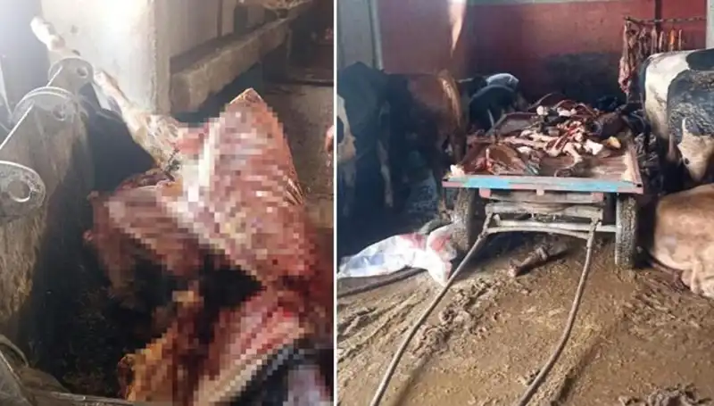 Adana'da İki Ton At Eti Operasyonu: Dört At Hayata Döndürüldü