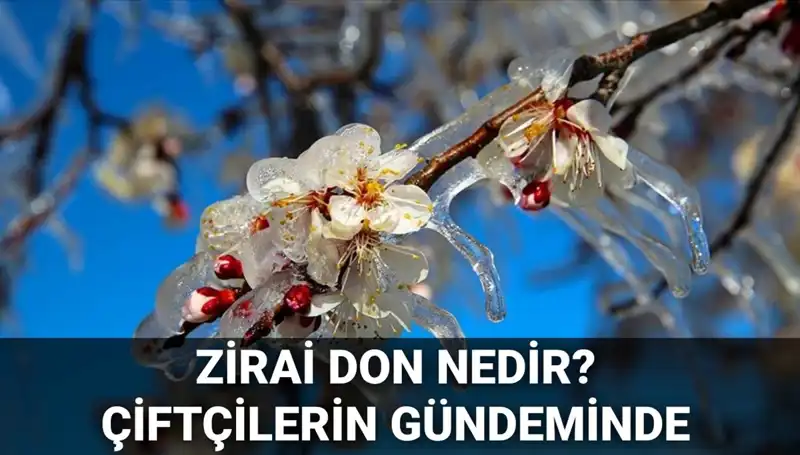 Zirai Don Nedir? Çiftçileri Etkileyen Zararlı Durum ve Çözümü