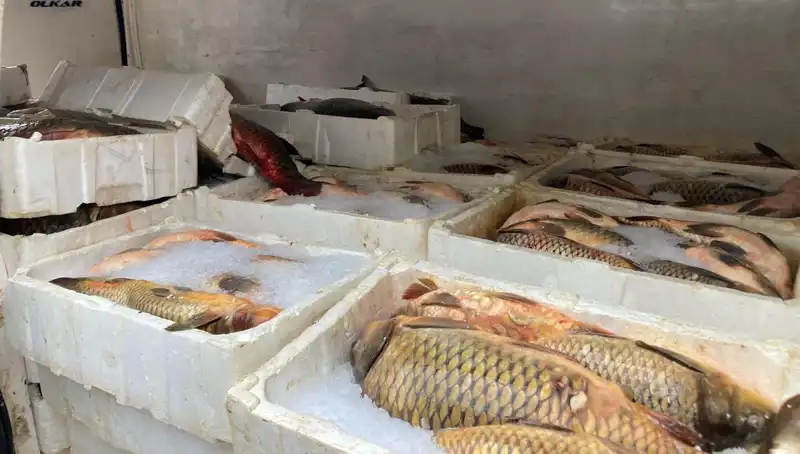 Kaçak Balık Avına Kapatılan Sular ve Tüyleri Ürperten Cezalar